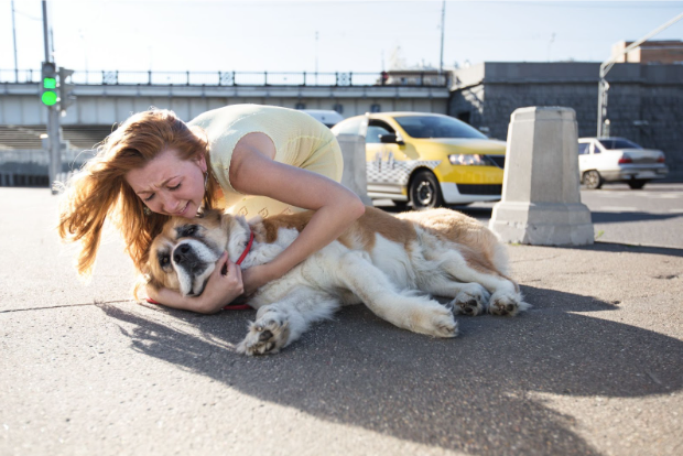 Does-It-Cover-Dog-Collisions.png