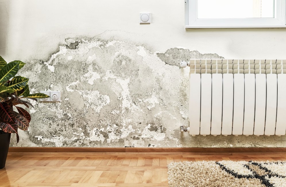 Homeowners-Insurance-and-Mold-Coverage