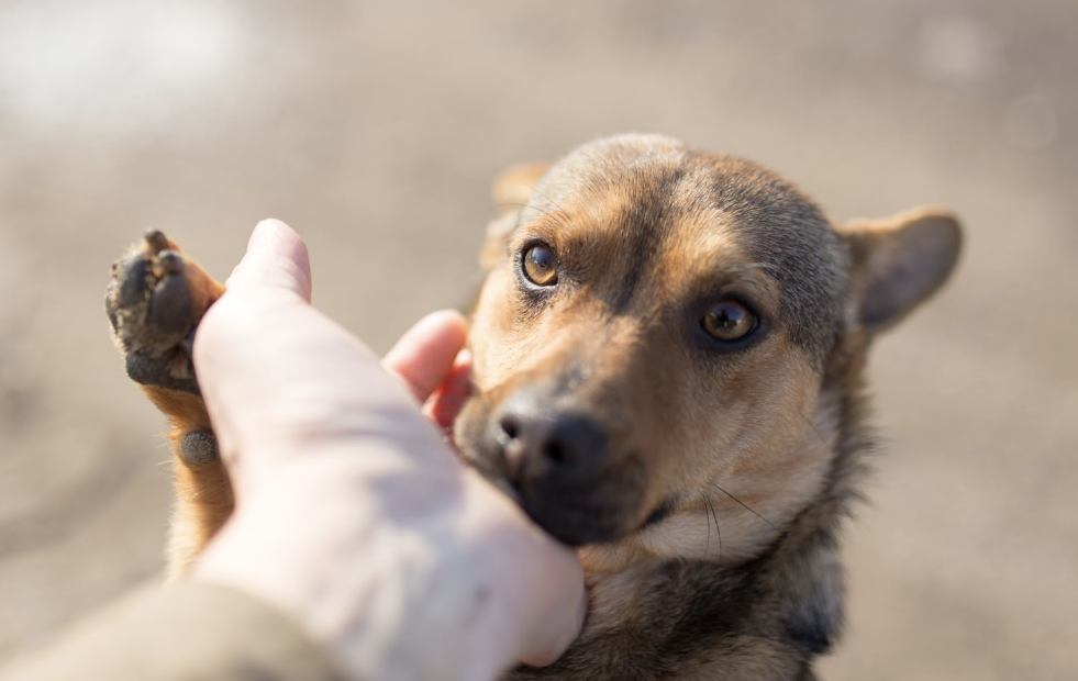 Lending-a-Hand-to-Homeless-Pets
