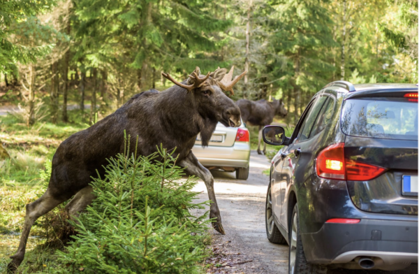 Insurance-Coverage-for-Deer-Collisions-1.png
