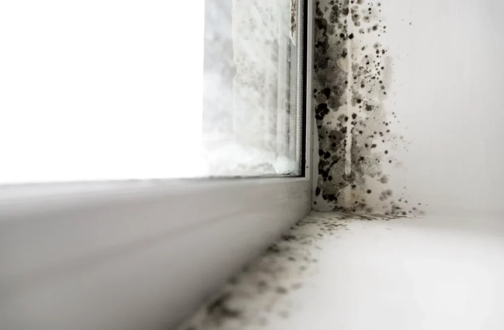 Navigating-Mold-Coverage-in-Renters-Insurance-1