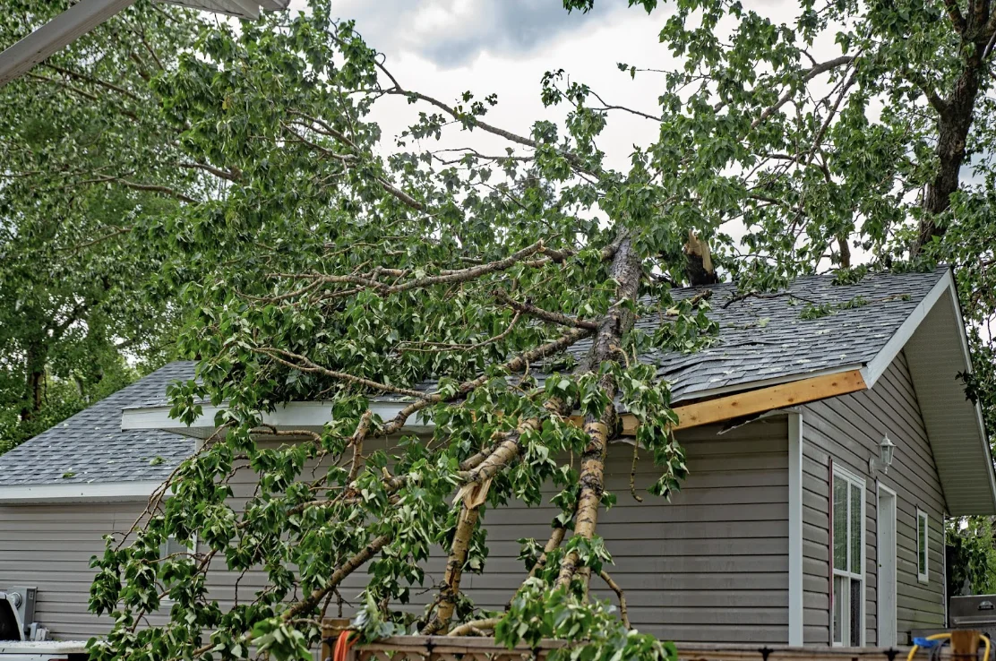 Homeowners-Insurance-Coverage-for-Fallen-Trees