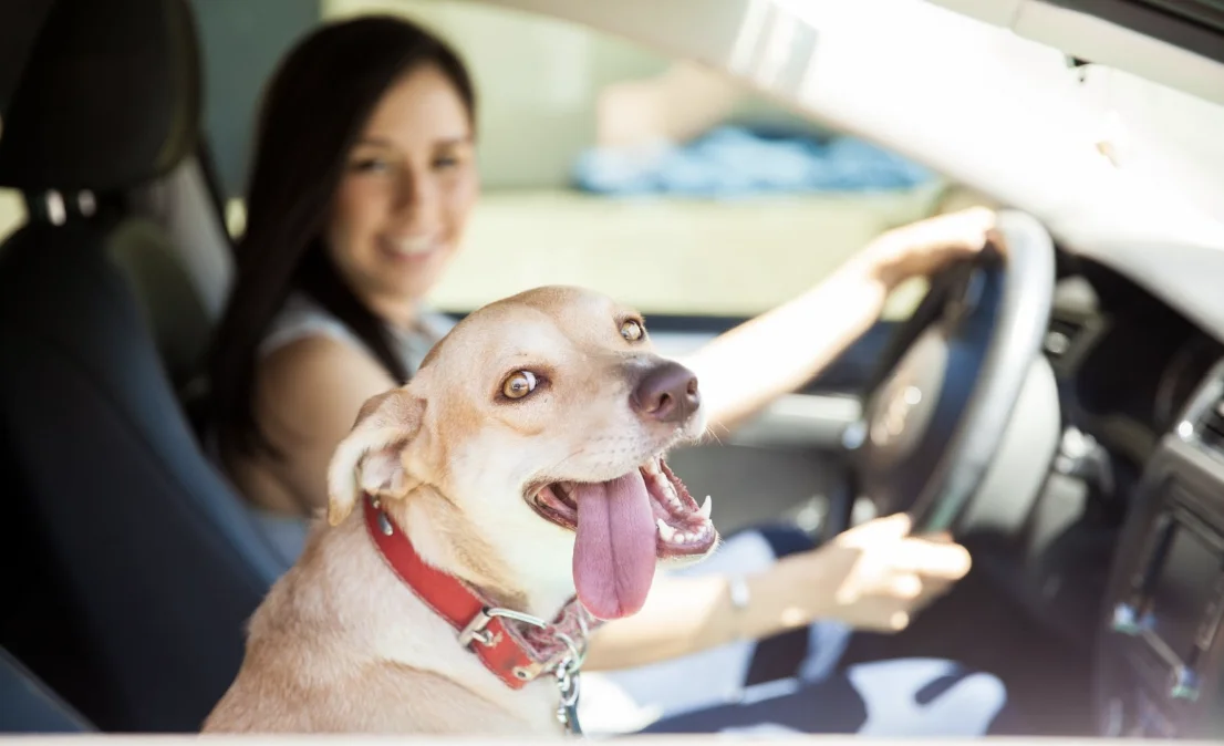 Traveling-Safely-with-Your-Pets